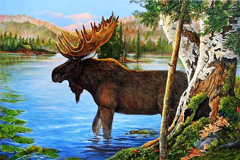 Moose in Lake — Blue, Serene, Afternoon