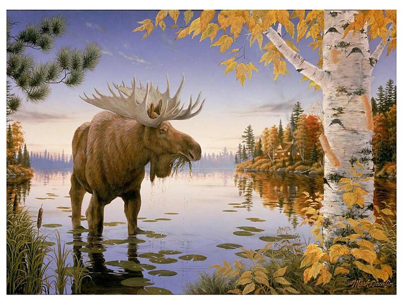 Moose in Lake — Blue, Serene, Autumn