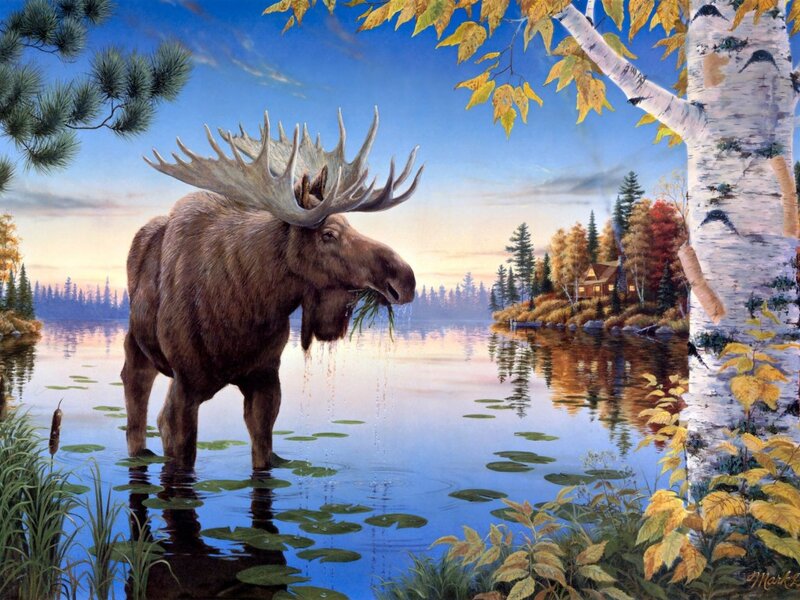 Moose in Lake — Blue, Serene, Sunset
