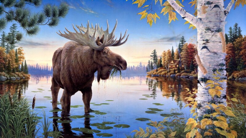 Moose in Lake — Blue, Serene