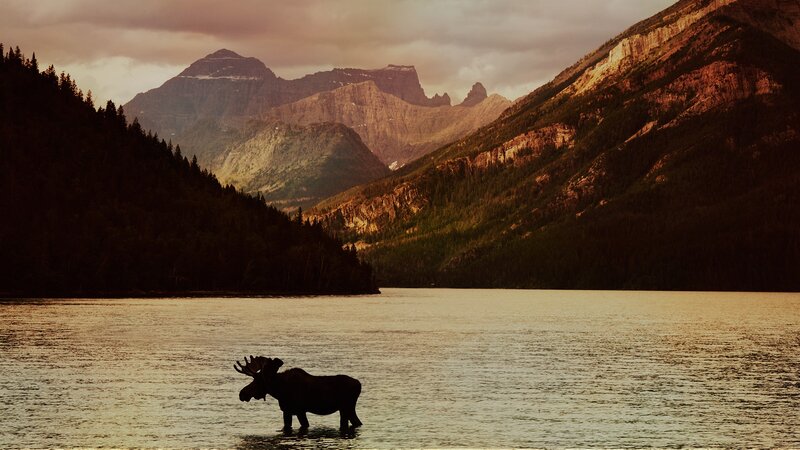 Moose in Lake — Brown