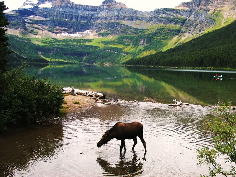 Moose in Lake — Green