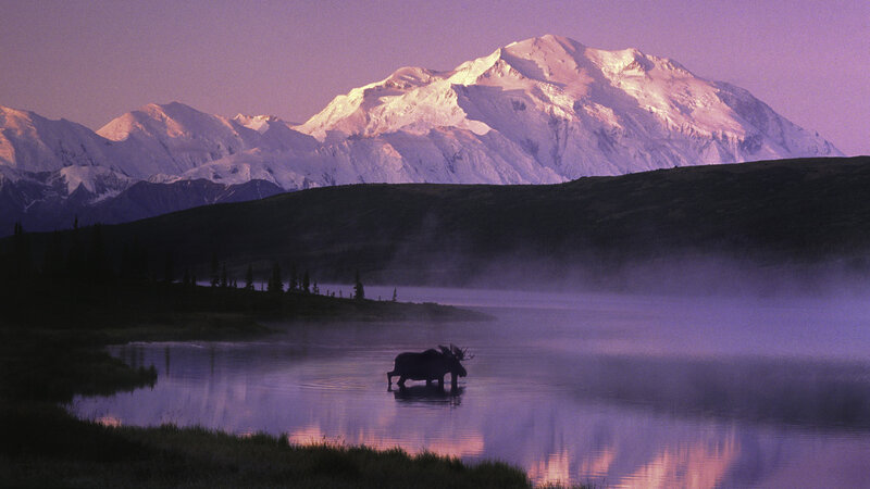 Moose in Lake