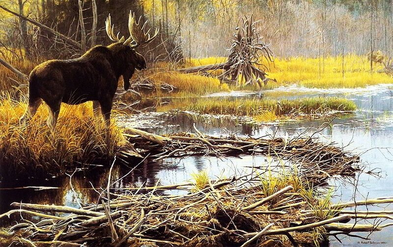 Moose in Marsh — Brown, Serene