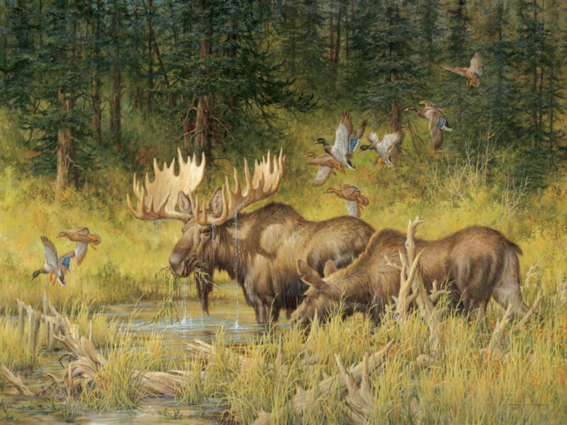 Moose in Marsh