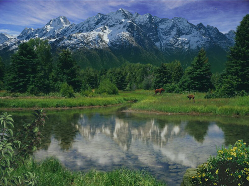 Moose in Meadow