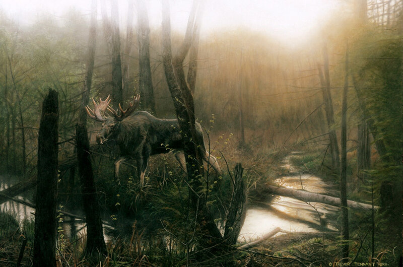 Moose in misty forest