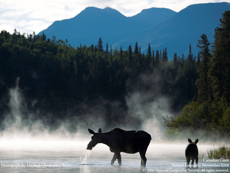 Moose in misty lake