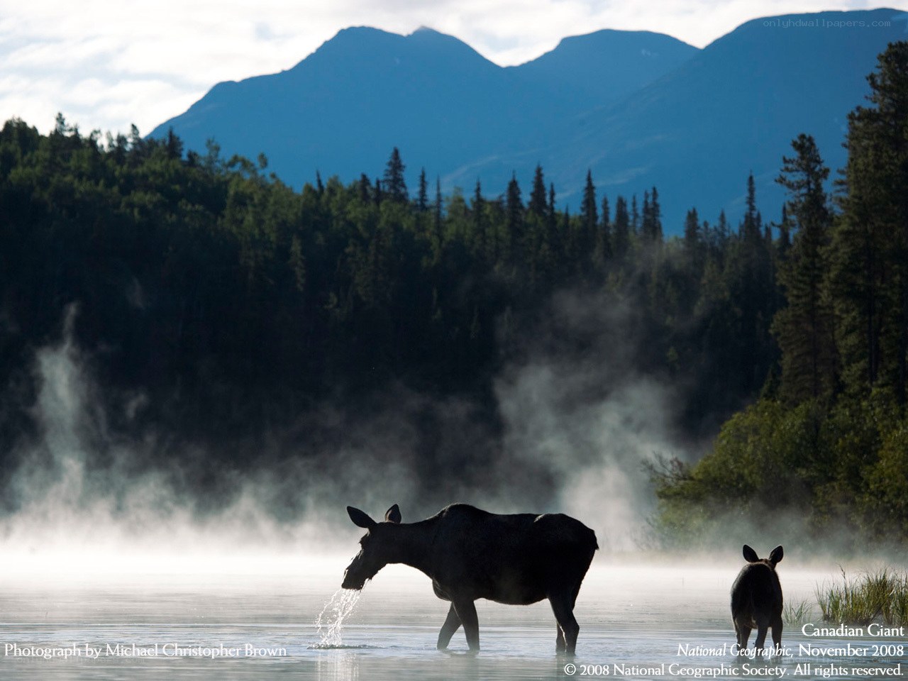 Moose in misty lake