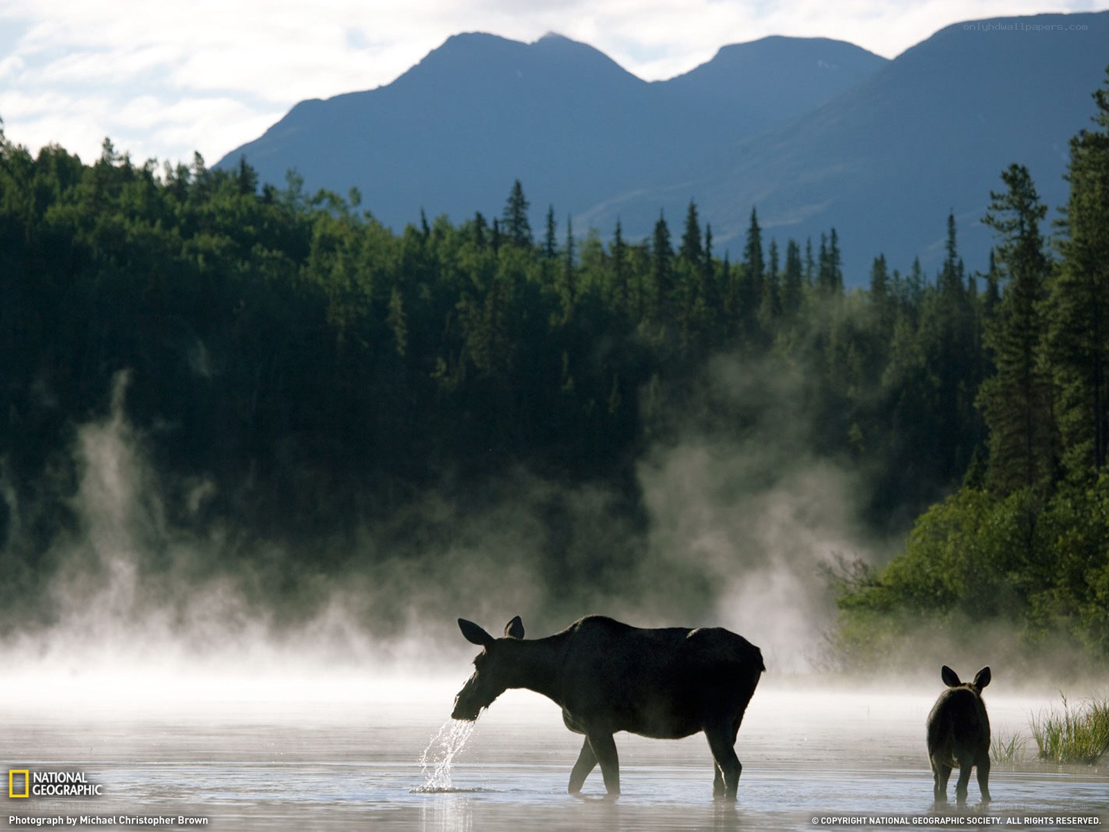 Moose in misty lake