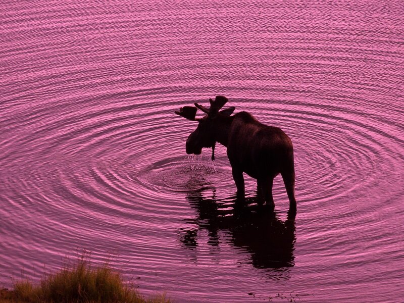 Moose in pink water