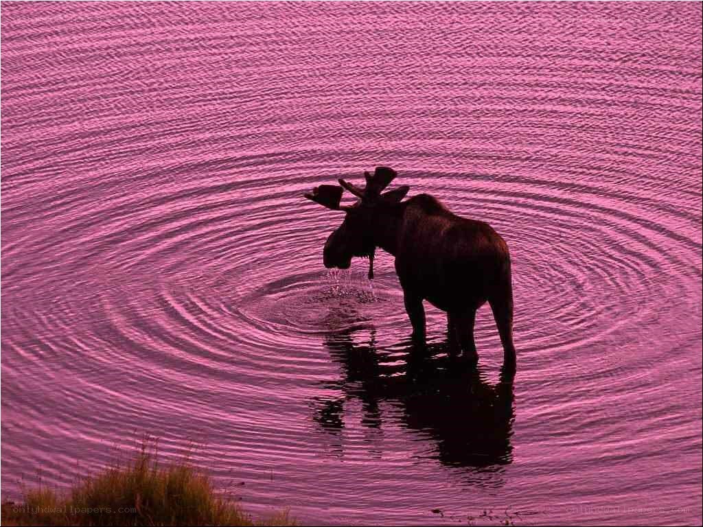 Moose in purple water