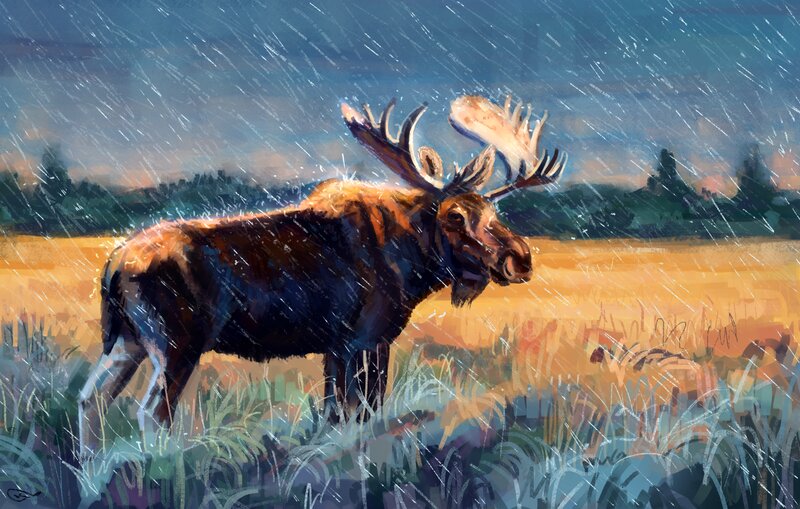 Moose in Rainstorm