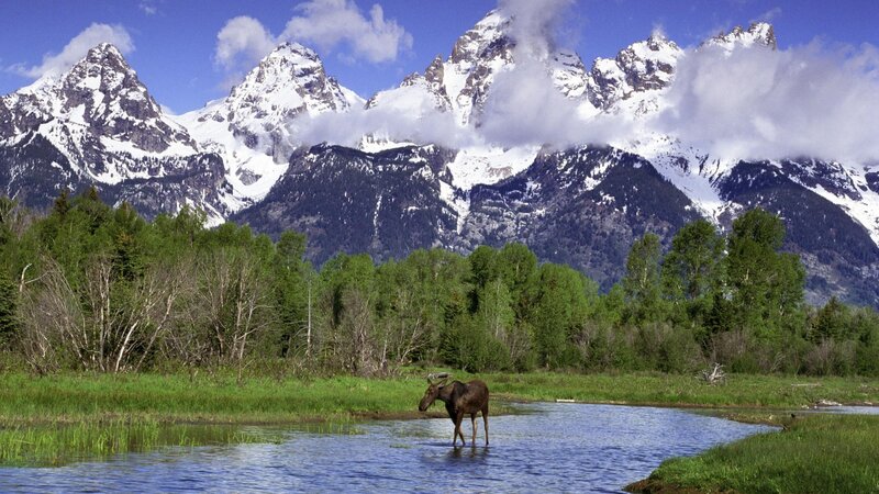 Moose in River — Blue, Serene, Afternoon, Photograph, Mountains