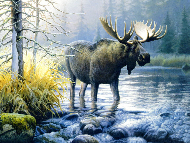 Moose in River — Blue