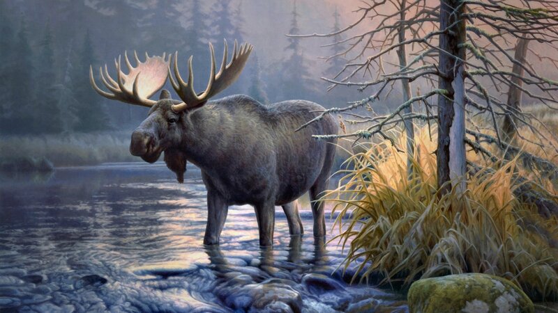 Moose in River — Brown, Serene