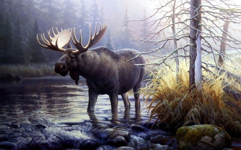 Moose in River — Brown