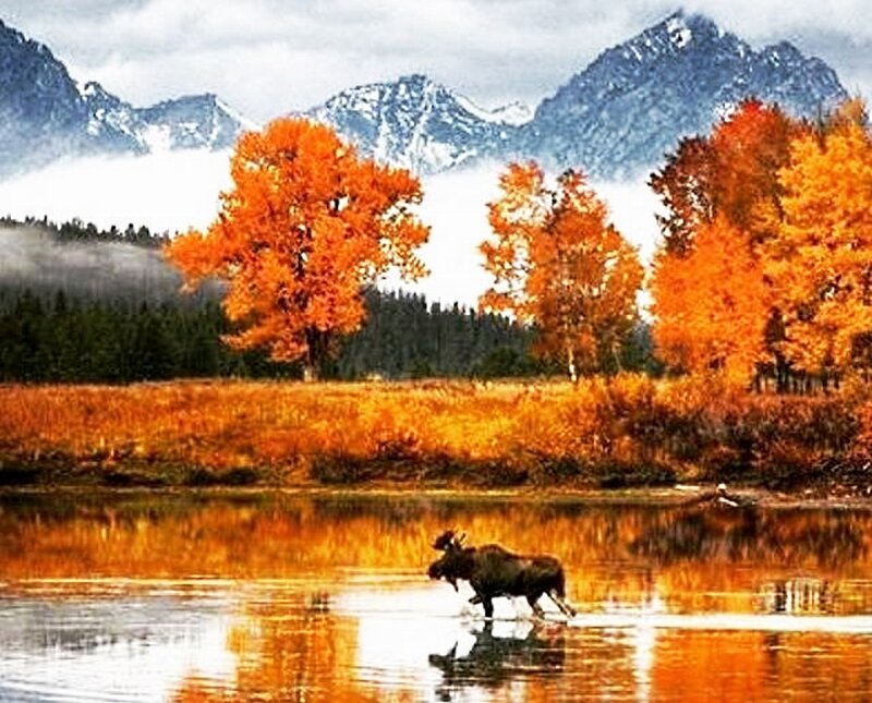Moose in River — Orange, Serene, Autumn