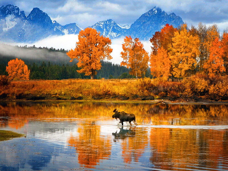 Moose in River — Orange, Serene