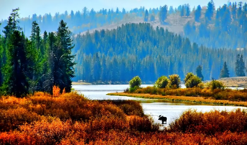 Moose in River — Orange