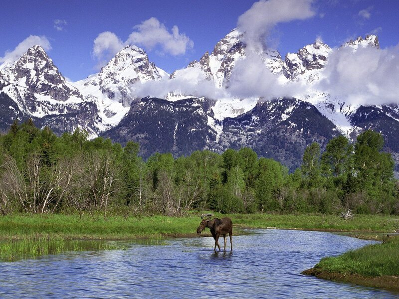 Moose in river with mountains