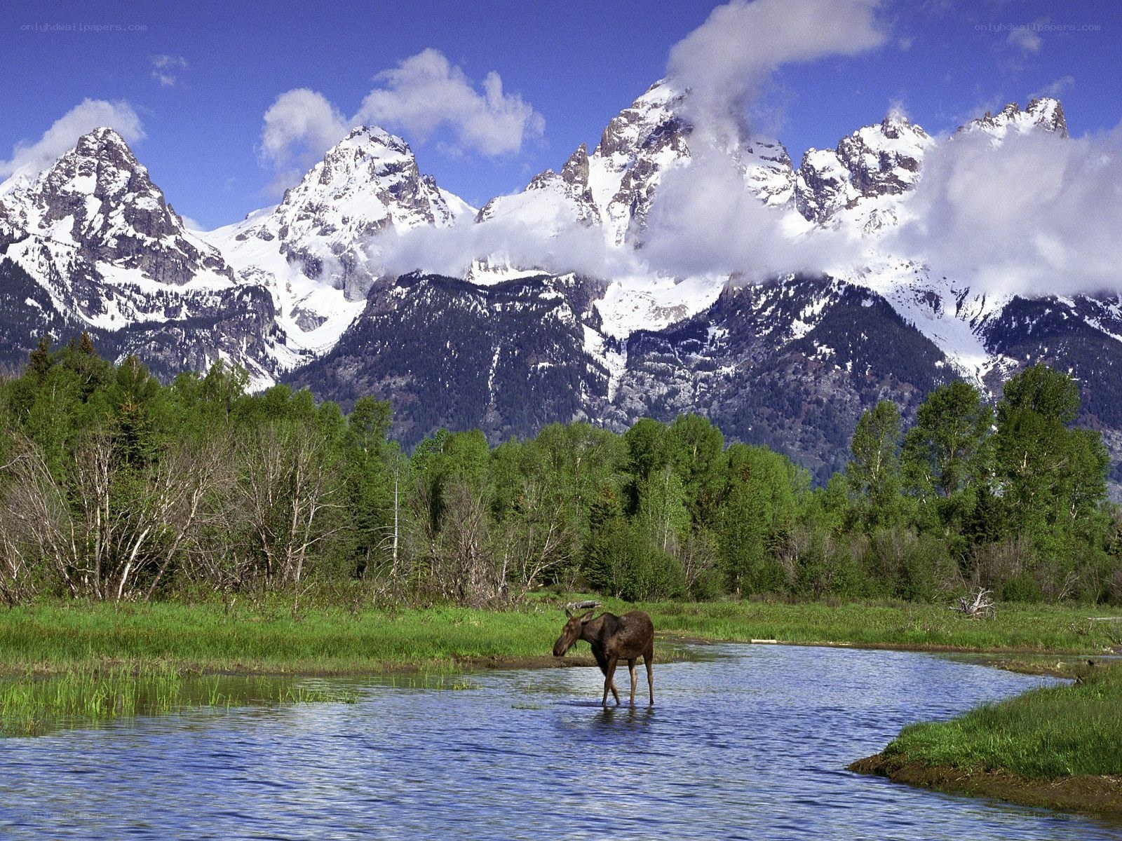 Moose in river with mountains