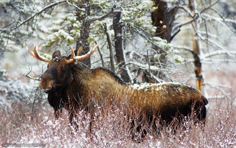 Moose in Snow — Brown, Calm, Winter