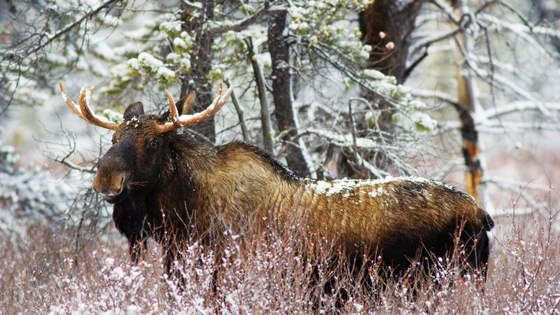 Moose in Snow — Brown, Cold