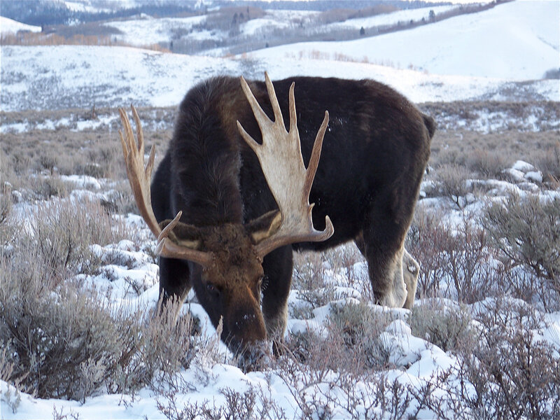 Moose in Snow — Brown, Cold, Winter, Photograph, Hills