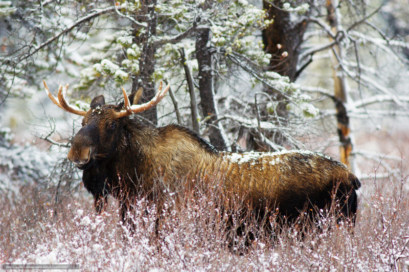 Moose in Snow — Brown, Cold, Winter