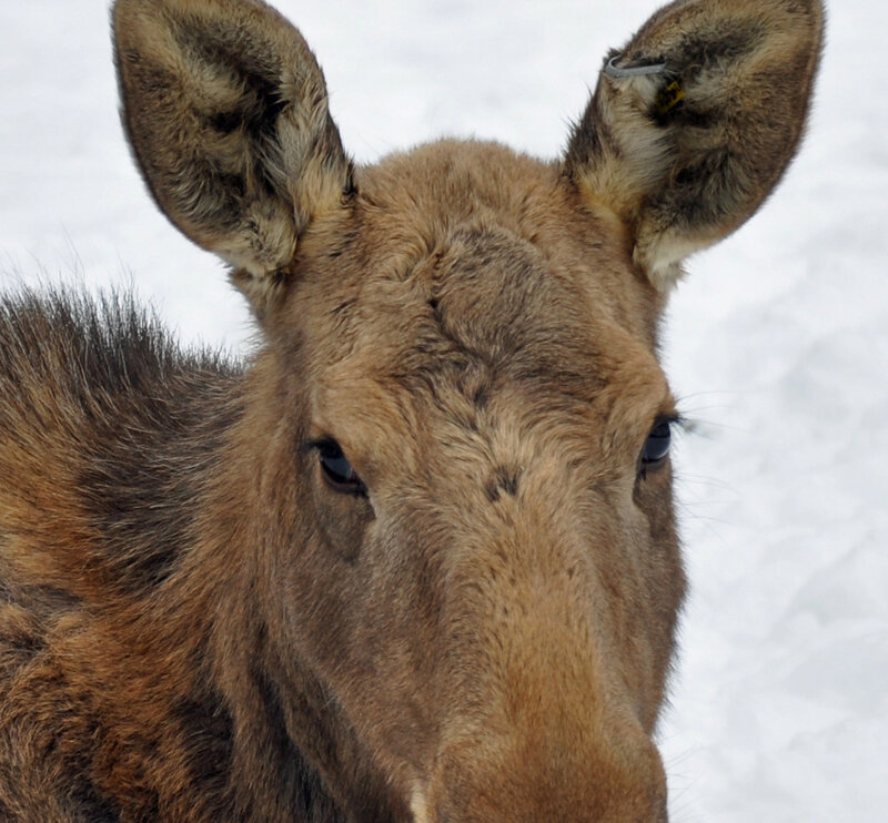 Moose in Snow — Brown
