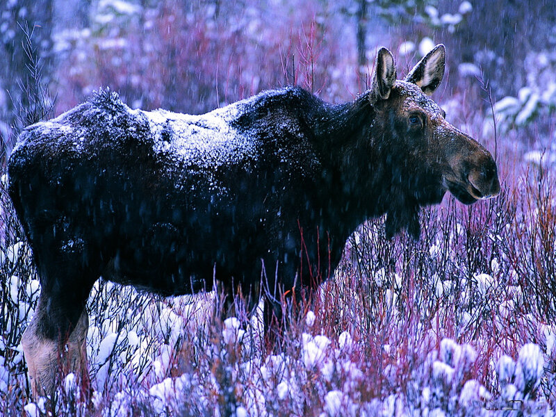 Moose in Snow — Purple