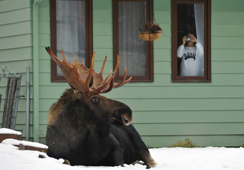 Moose in Snow
