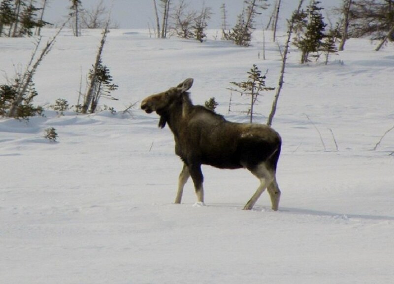 Moose in Snow — White