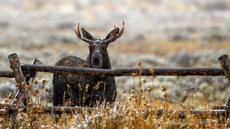 Moose in snowstorm behind fence