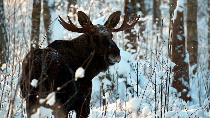 Moose in snowy forest