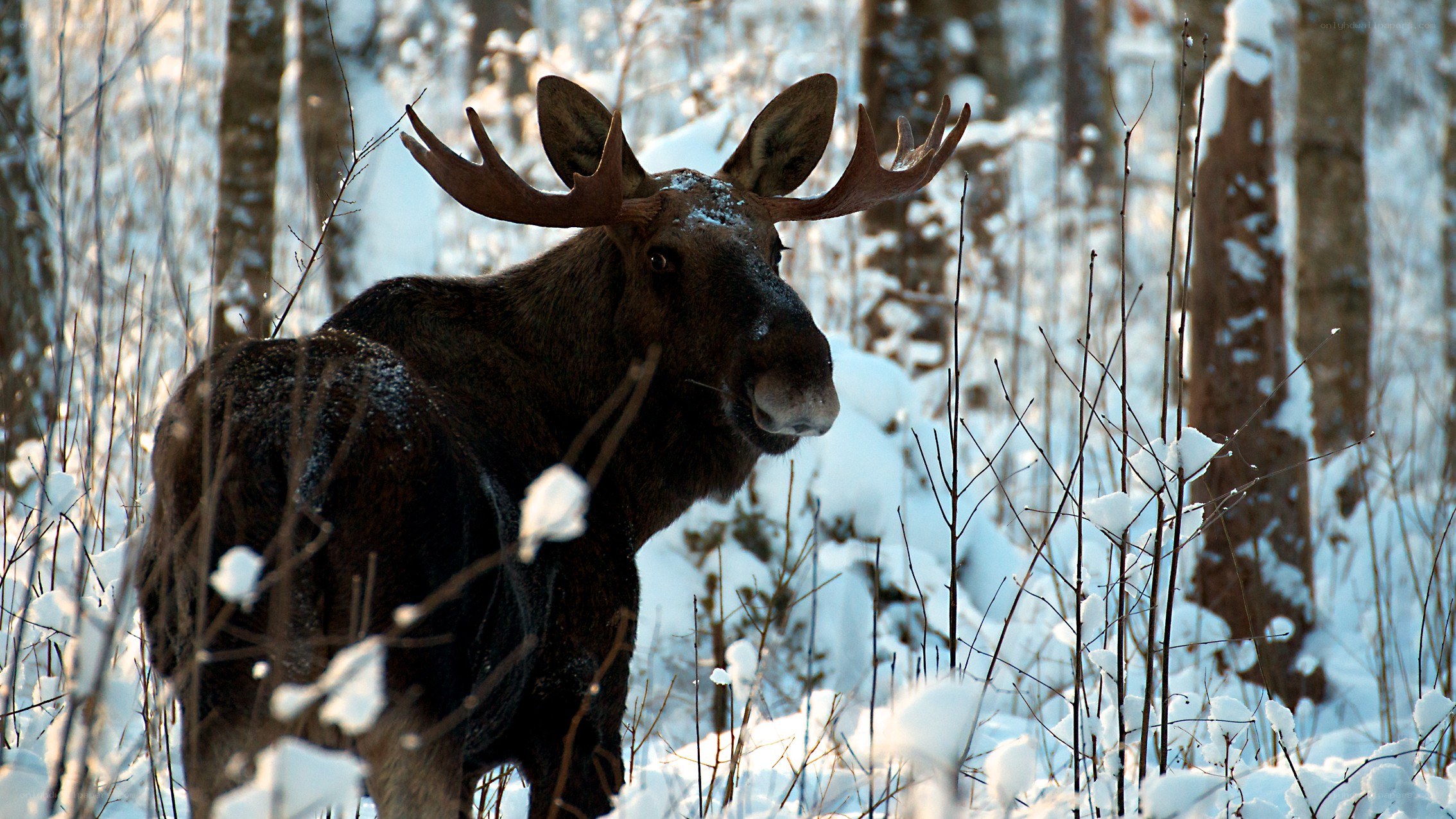 Moose in snowy forest