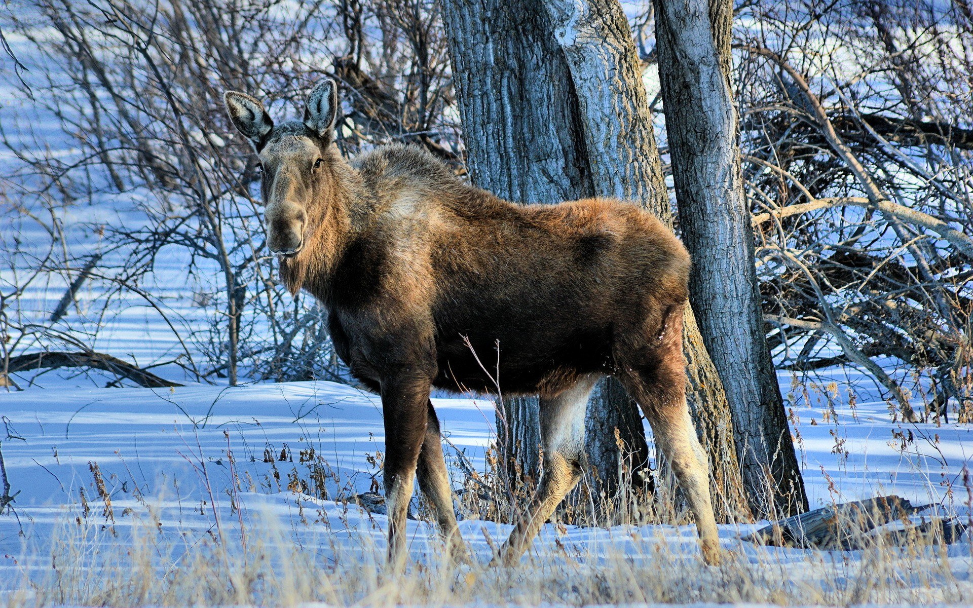 Moose in snowy forest