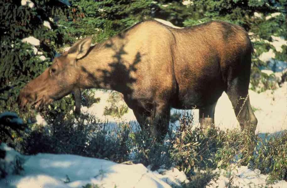 Moose in snowy forest