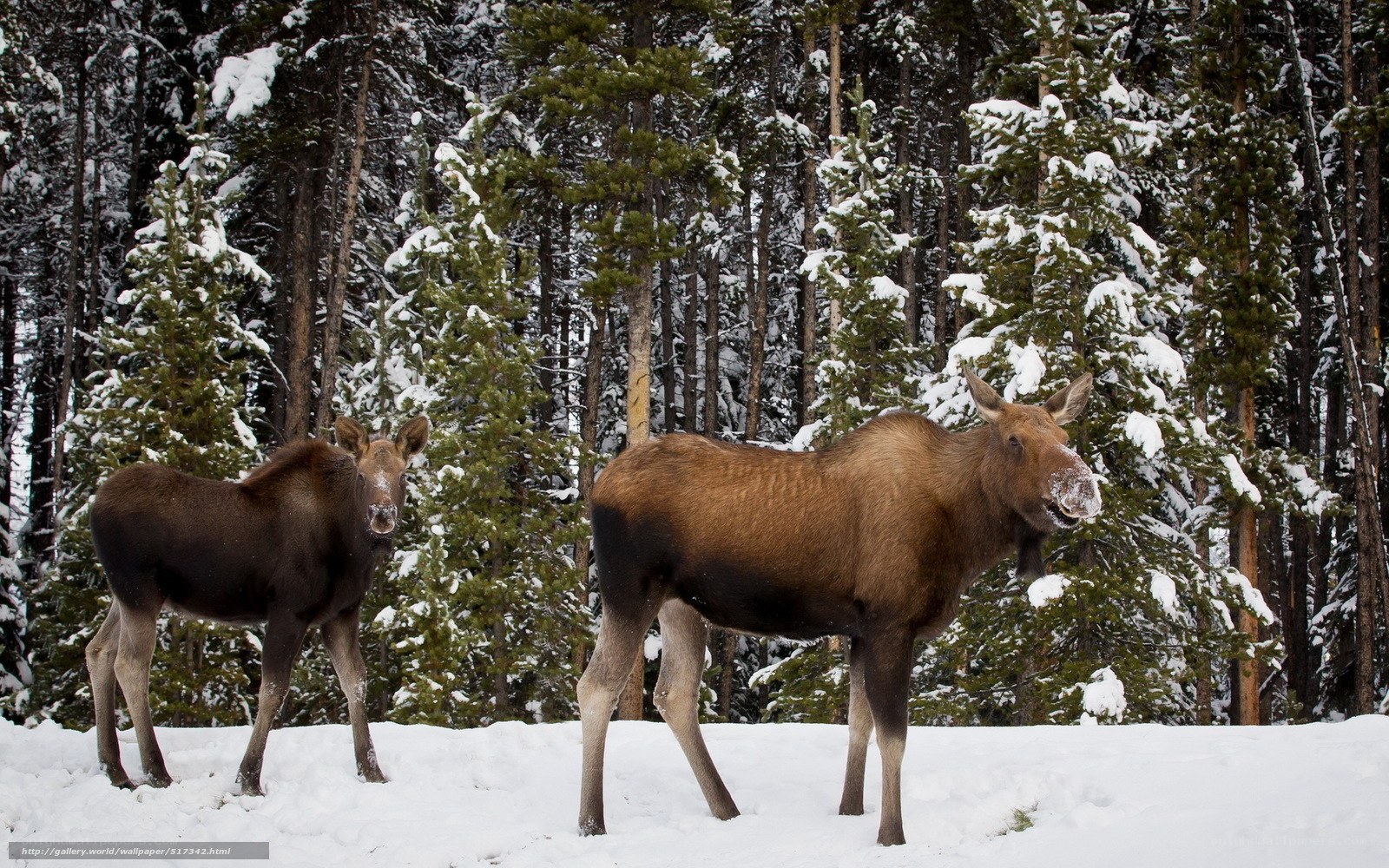 Moose in snowy forest