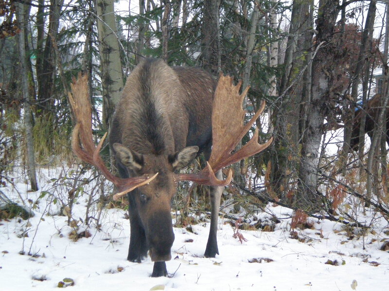 Moose in snowy forest