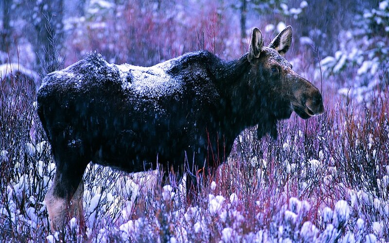 Moose in snowy forest