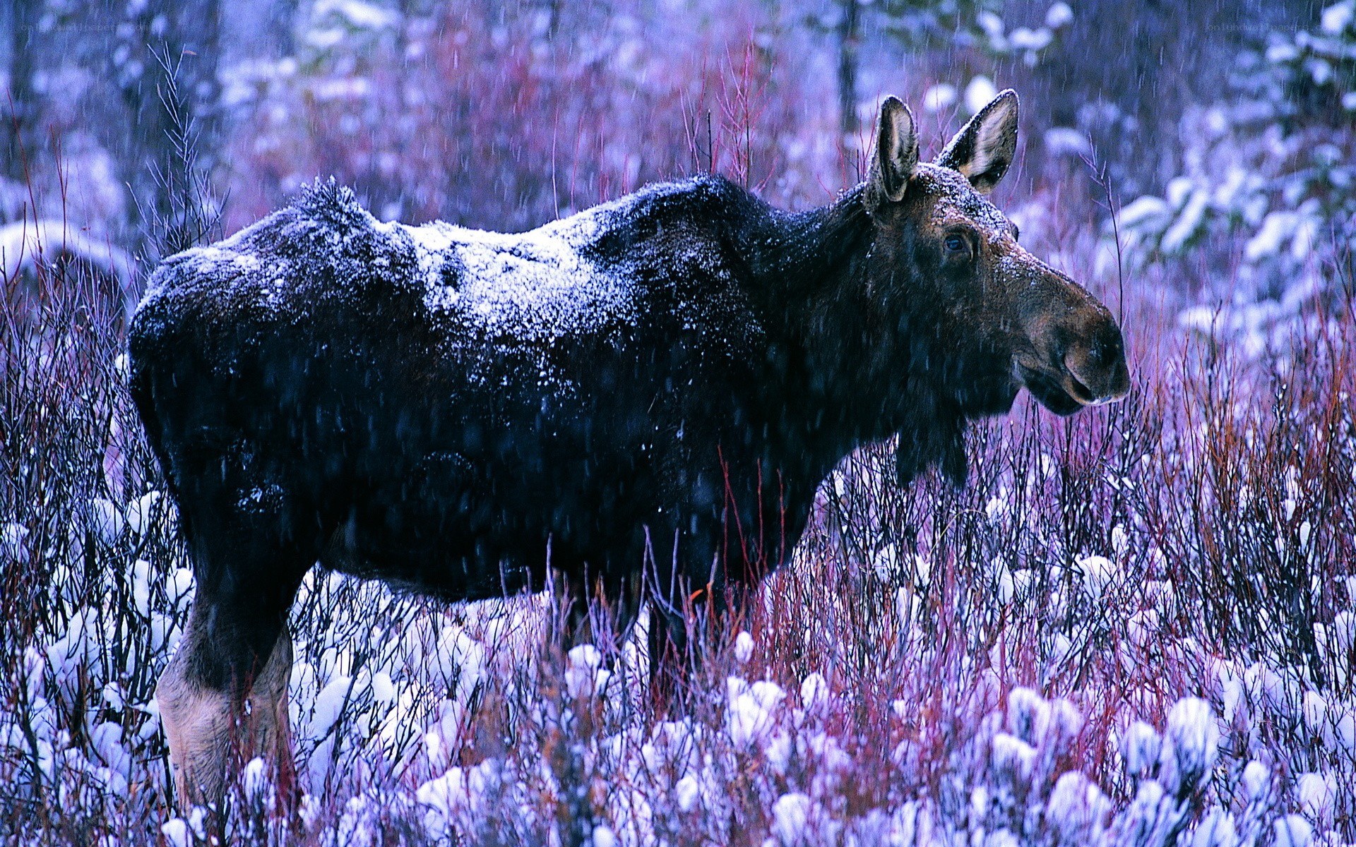 Moose in snowy forest