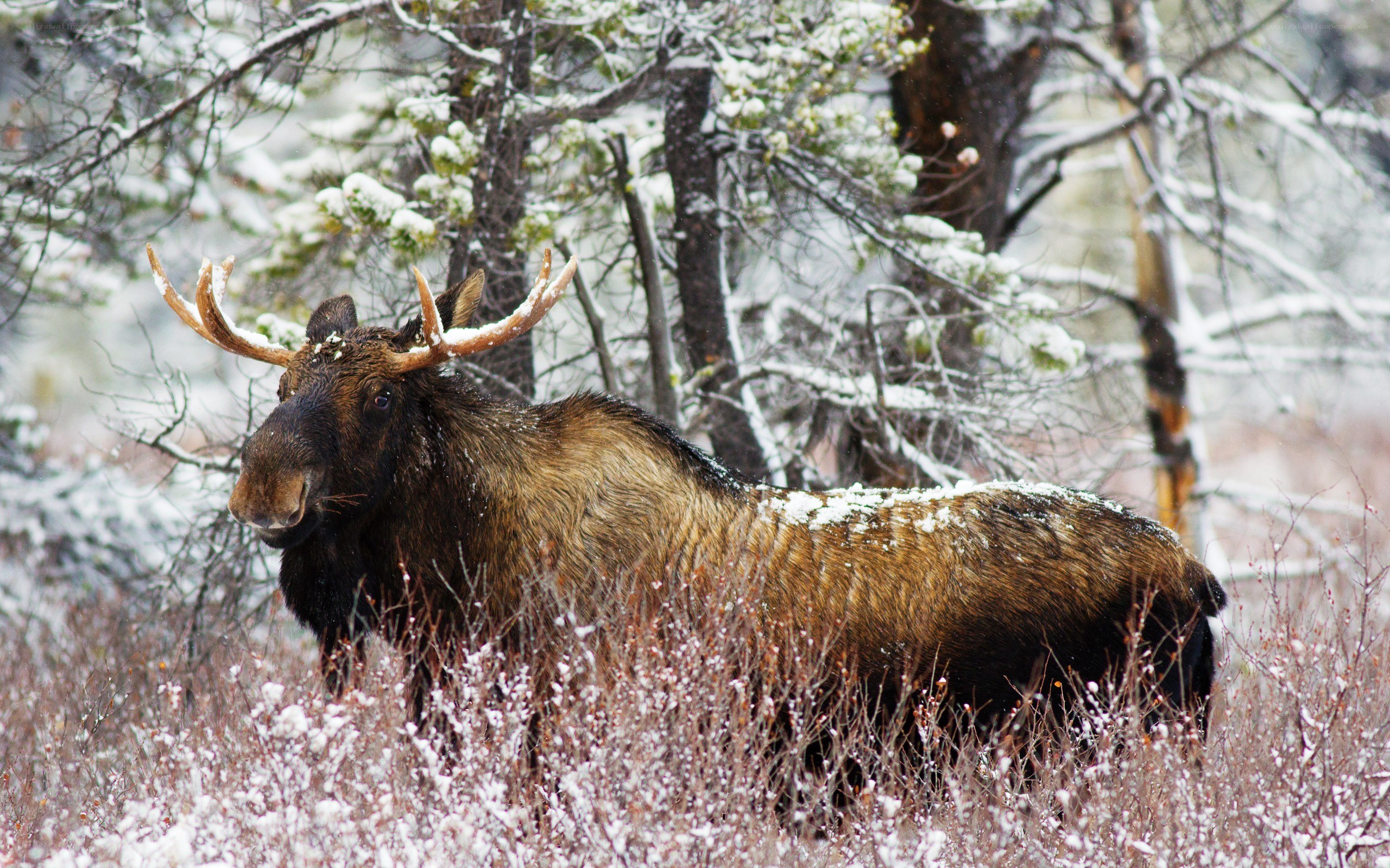 Moose in snowy forest