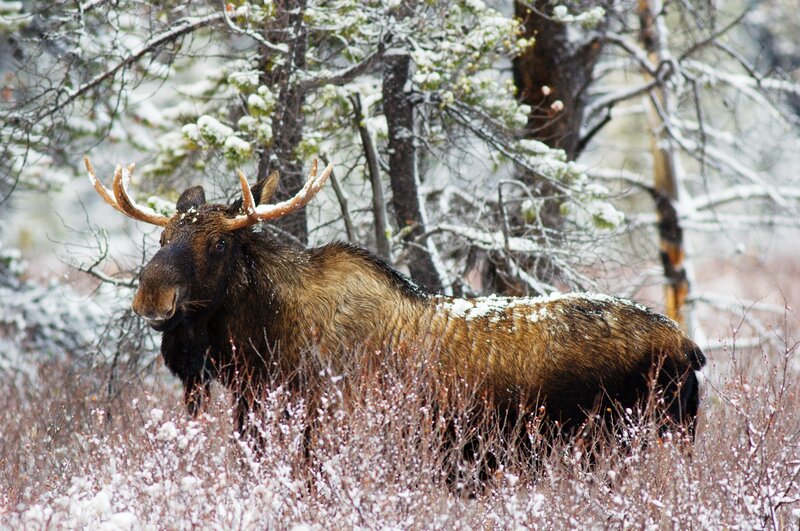 Moose in Snowy Forest — Brown, Cold