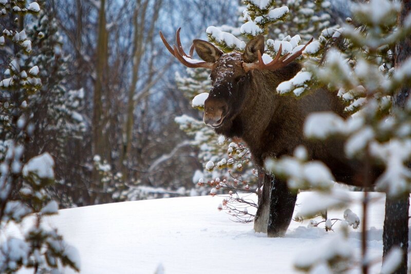 Moose in Snowy Forest — Brown, Serene, Winter