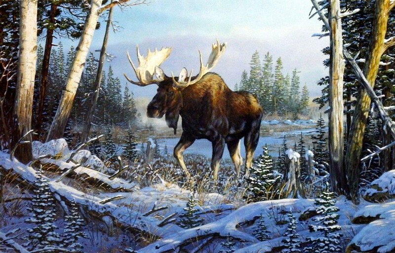 Moose in Snowy Forest — Brown