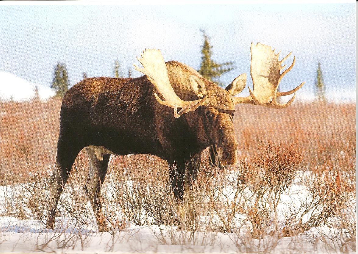 Moose in snowy landscape