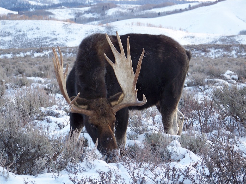 Moose in snowy landscape