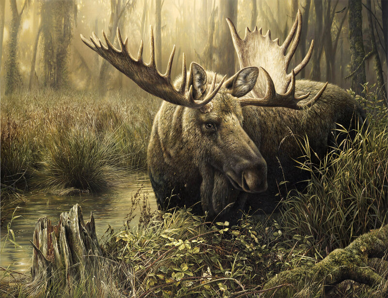 Moose in Swamp